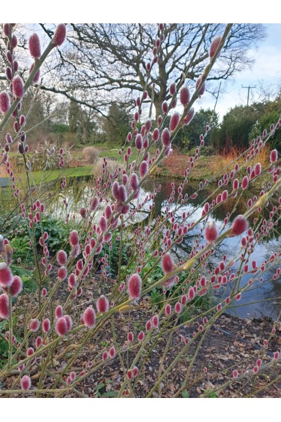 Верба тонкостовбурна Маунт Асо цвітіння